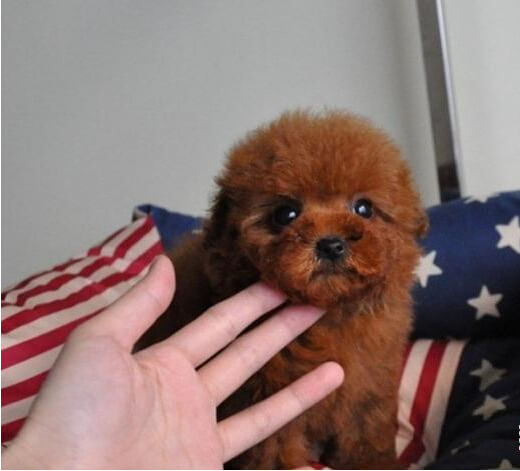 天津宠物狗犬舍出售茶杯泰迪犬宠物狗市场在哪