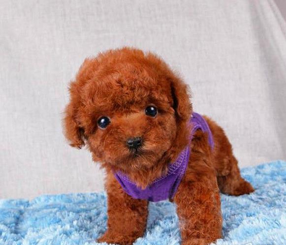 宁波宠物狗狗出售纯种泰迪犬幼犬迷你茶杯泰迪