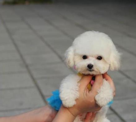 武汉宠物狗犬舍出售纯种泰迪犬 狗市场在哪有