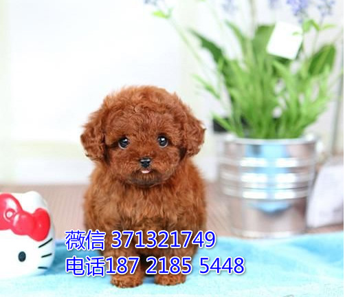 福州犬舍出售泰迪犬狗狗 福州狗场在哪里 特价泰迪