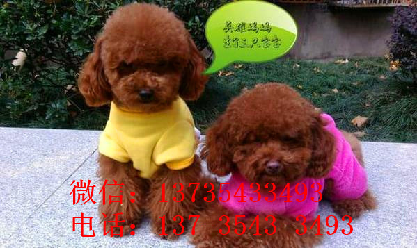 南昌宠物狗狗出售纯种泰迪幼犬茶杯泰迪犬领养