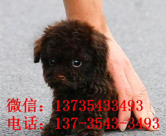 南昌宠物狗狗出售纯种泰迪幼犬茶杯泰迪犬领养