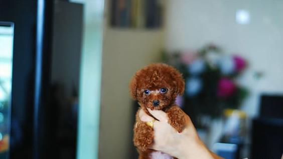 北京宠物狗狗出售纯种泰迪犬幼犬迷你茶杯泰迪