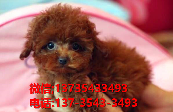 深圳犬舍出售纯种泰迪犬 宠物狗网站卖狗买狗哪里领养狗狗