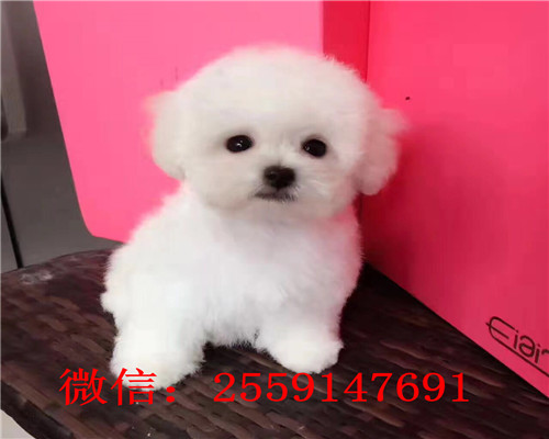 西安哪里卖灰色泰迪犬 西安白泰迪多少钱 西安