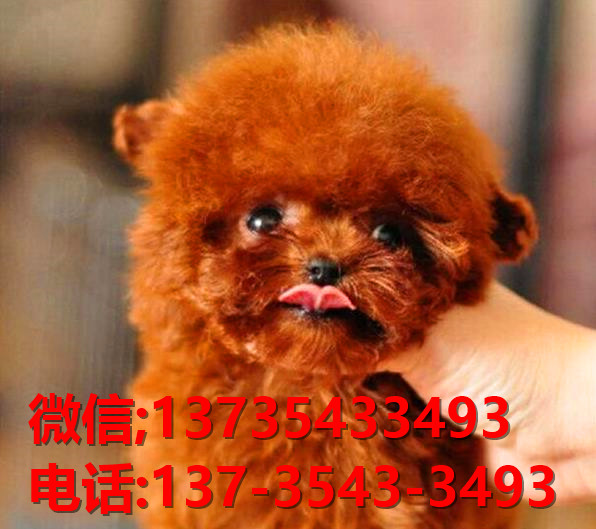 威海宠物狗犬舍出售纯种泰迪犬 长不大宠物狗哪里有卖