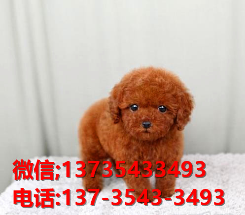 合肥犬舍出售纯种泰迪犬 迷你泰迪哪里有卖宠物狗领养 卖狗