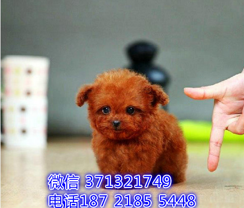 杭州泰迪犬出售纯种幼犬 杭州狗场出售贵宾犬幼犬狗狗