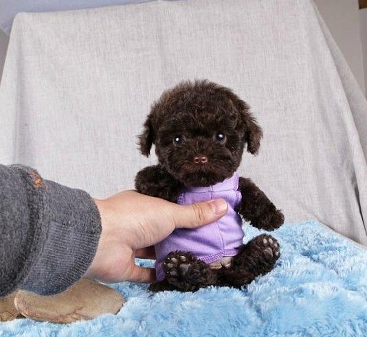 扬州宠物狗狗出售纯种泰迪幼犬茶杯泰迪犬领养