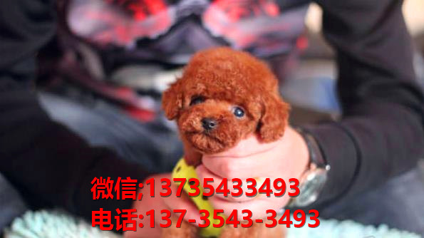 青岛宠物狗犬舍出售纯种泰迪犬 狗市场在哪有狗卖狗信息