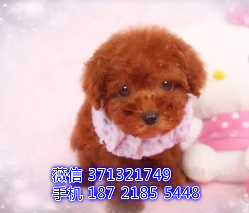 泰迪出售纯种幼犬 茶杯泰迪宝宝 狗场繁殖 南昌犬舍