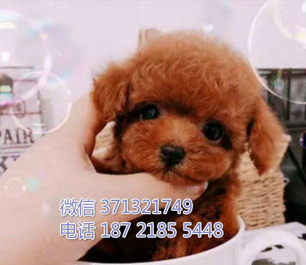 深圳狗场 泰迪犬出售纯种 深圳特价宠物狗狗专