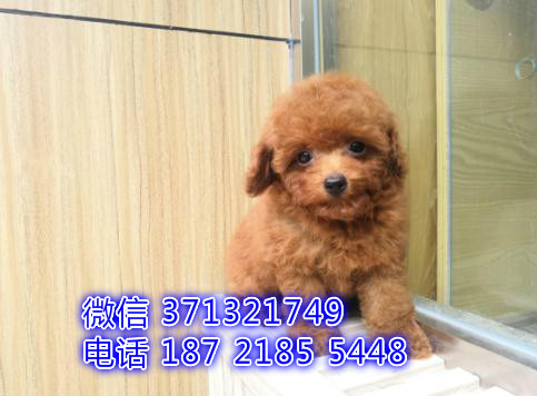 泰迪犬出售 北京犬舍出售泰迪狗狗 一窝贵宾犬