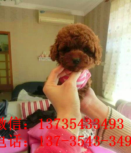 常德犬舍出售纯种茶杯泰迪犬宠物狗市场在哪买狗卖狗