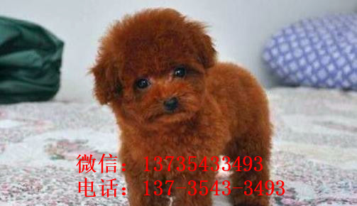 沈阳宠物狗犬舍出售茶杯泰迪犬宠物狗市场在哪买狗卖狗