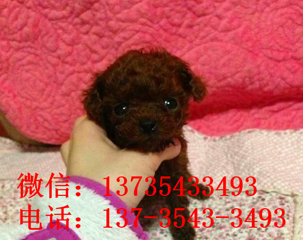 厦门宠物狗狗出售纯种泰迪犬幼犬迷你茶杯泰迪犬领养宠