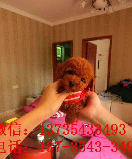 厦门宠物狗狗出售纯种泰迪犬幼犬迷你茶杯泰迪犬领养宠