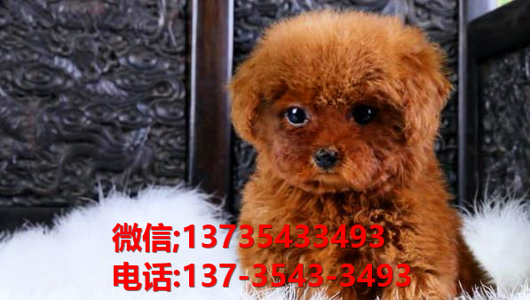 深圳犬舍出售纯种泰迪犬 宠物狗网站卖狗买狗哪里领养狗狗