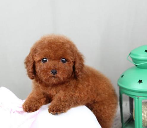 沈阳犬舍出售纯种泰迪犬 迷你泰迪哪里有卖宠