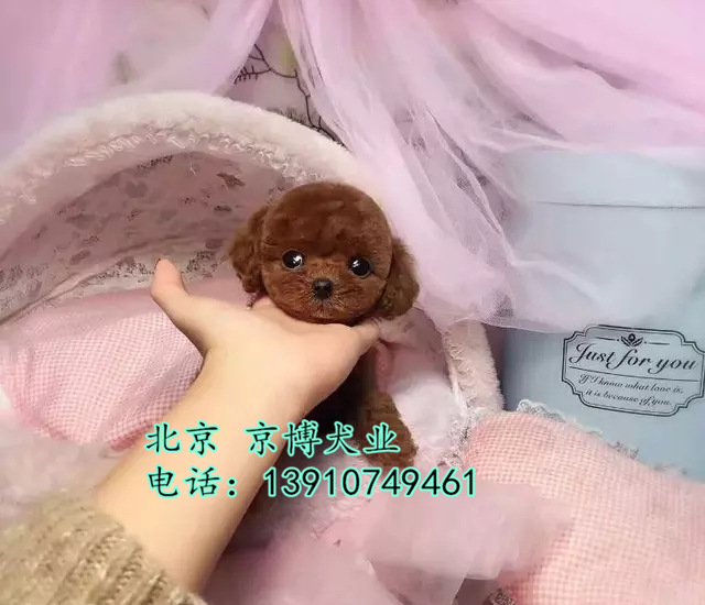 泰迪犬 3个月泰迪 纯种泰迪 茶杯泰迪出售