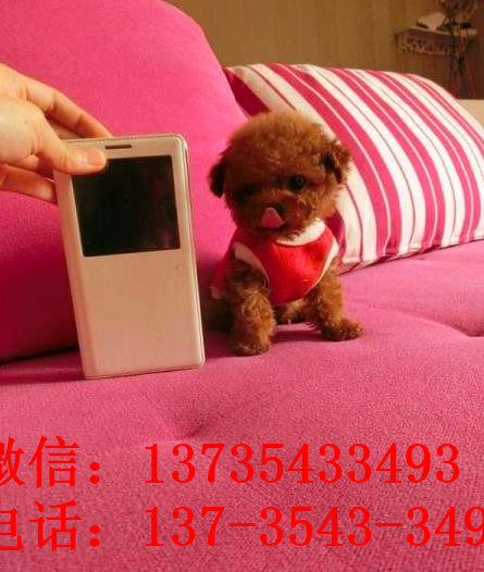 长沙宠物狗狗出售纯种泰迪犬幼犬迷你茶杯泰迪