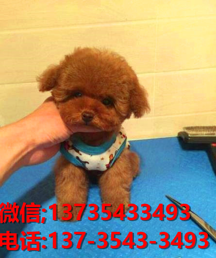 威海宠物狗犬舍出售纯种泰迪犬 长不大宠物狗哪里有卖