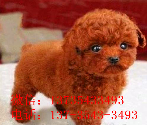 无锡宠物狗犬舍出售纯种泰迪犬幼犬领养宠物狗