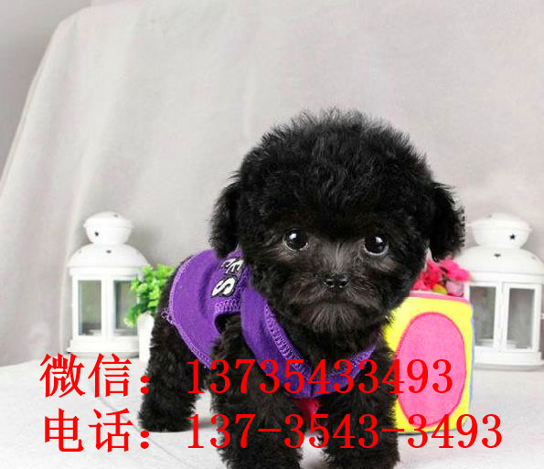 上海宠物狗狗哪里有买狗卖狗 狗市场领养纯种泰迪犬