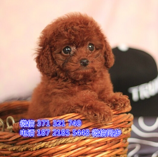 泰迪犬出售 珠海犬舍在哪里 珠海特价泰迪