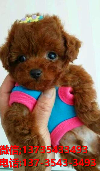 厦门宠物狗犬舍出售纯种泰迪犬 狗市场在哪有狗卖狗信息