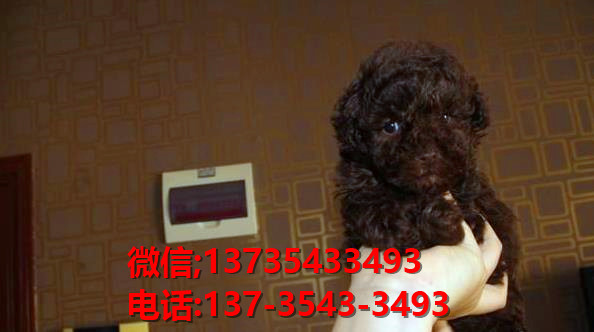 合肥犬舍出售纯种泰迪犬 迷你泰迪哪里有卖宠物狗领养 卖狗