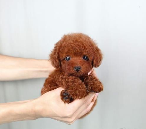 上海宠物狗狗哪里有买狗卖狗 狗市场领养纯种