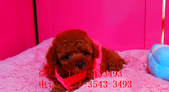沈阳宠物狗犬舍出售茶杯泰迪犬宠物狗市场在哪买狗卖狗
