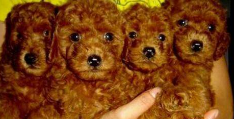 贵阳卖泰迪贵阳狗场长期出售纯种泰迪