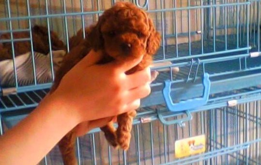 楚雄牟定泰迪犬出售楚雄狗场纯种泰迪犬常年出