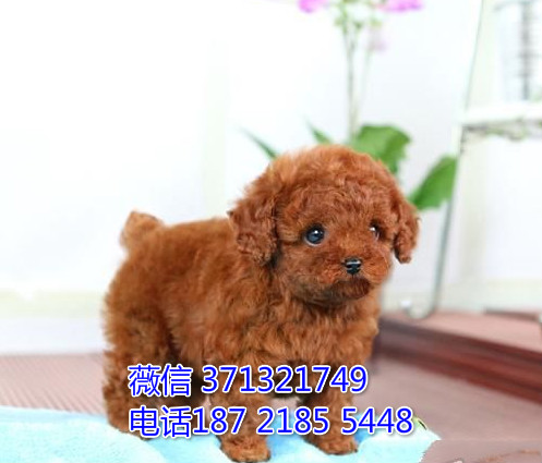 福州犬舍出售泰迪犬狗狗 福州狗场在哪里 特价