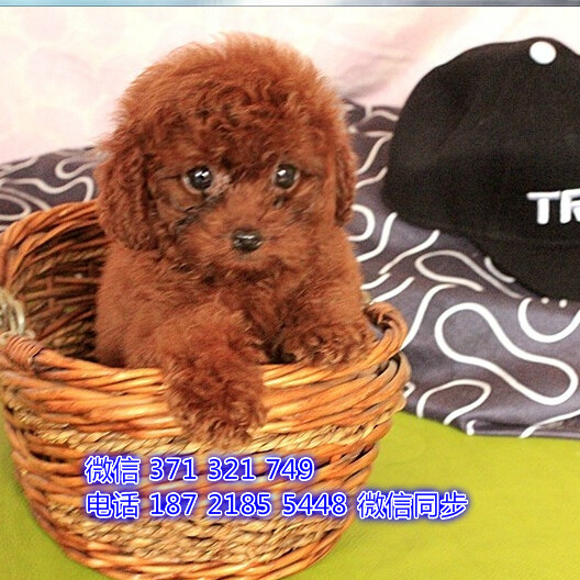 西安 专业繁殖 泰迪犬出售纯种幼犬 西安哪里