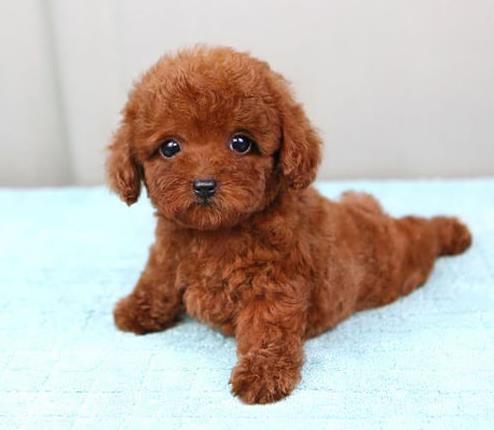 上海犬舍出售纯种泰迪犬幼犬小茶杯泰迪狗市在