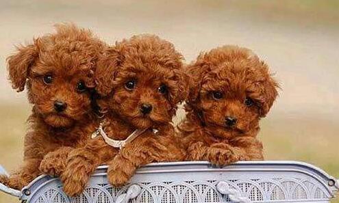 玉溪哪里卖纯种泰迪犬玉溪狗场出售泰迪熊幼犬