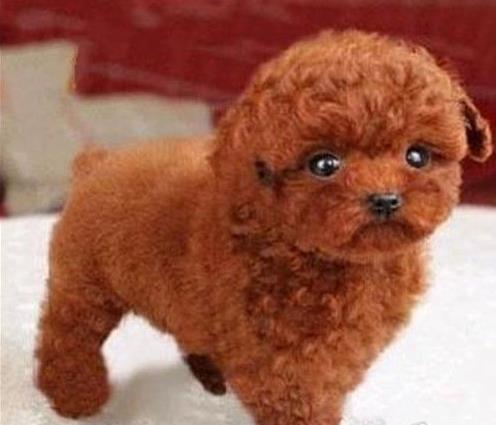 上海宠物狗犬舍出售纯种泰迪犬幼犬领养宠物狗