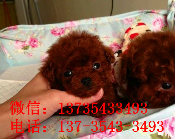 厦门宠物狗狗出售纯种泰迪犬幼犬迷你茶杯泰迪犬领养宠