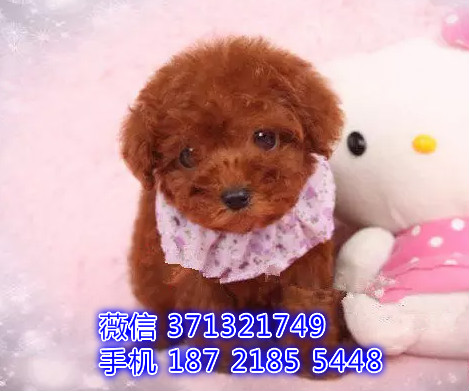 泰迪出售纯种幼犬 茶杯泰迪宝宝 狗场繁殖 南