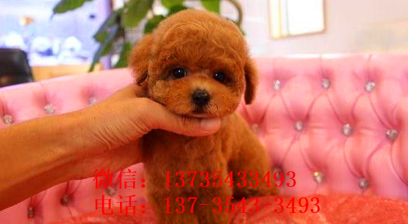 沈阳宠物狗犬舍出售茶杯泰迪犬宠物狗市场在哪买狗卖狗