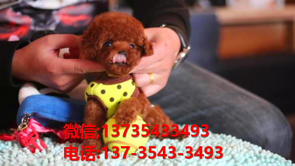 青岛宠物狗犬舍出售纯种泰迪犬 狗市场在哪有狗卖狗信息