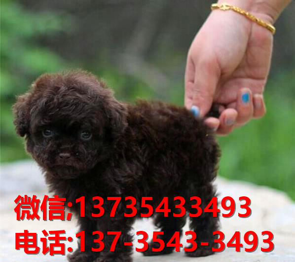 深圳犬舍出售纯种泰迪犬 宠物狗网站卖狗买狗哪里领养狗狗