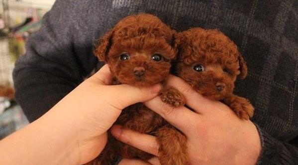 深圳宠物狗狗出售纯种泰迪犬幼犬迷你茶杯泰迪