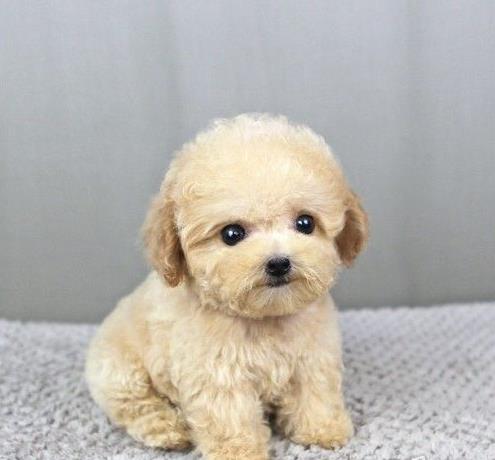 贵阳宠物狗狗出售纯种泰迪幼犬茶杯泰迪犬领养