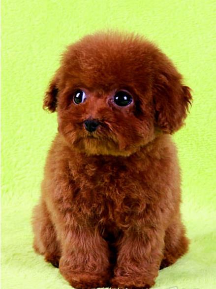 北京宠物狗犬舍出售茶杯泰迪犬宠物狗市场在哪