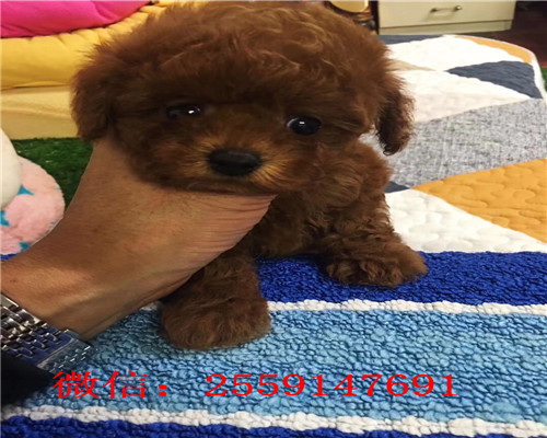 深圳玩具体泰迪多少钱 深圳灰色泰迪怎么卖的 