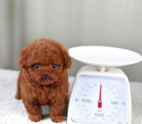 北京犬舍出售纯种泰迪犬 迷你泰迪哪里有卖宠